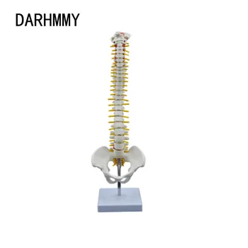 DARHMMY 45 см Позвоночник человека с моделью таза Анатомическая модель позвоночника человека Инструмент для изучения анатомии с подставкой Учебный инструмент Скелет
