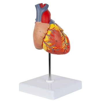 Модель сердца, роскошная копия человеческого сердца в натуральную величину из 2 частей с 34 анатомическими структурами, включает в себя установленную подставку для дисплея