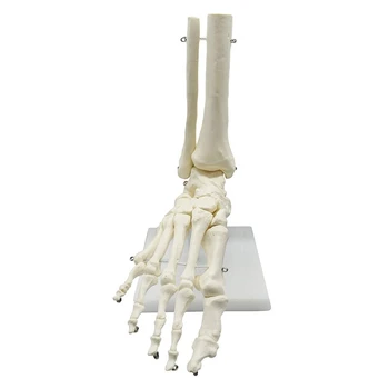 Анатомическая модель стопы человеческого скелета 1: 1, ступня и лодыжка с голенью, анатомическая модель голени, Учебные материалы по анатомии