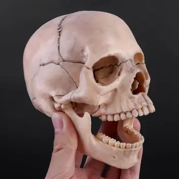 15 шт./компл. Анатомическая модель черепа в разобранном виде, Съемный Медицинский обучающий набор
